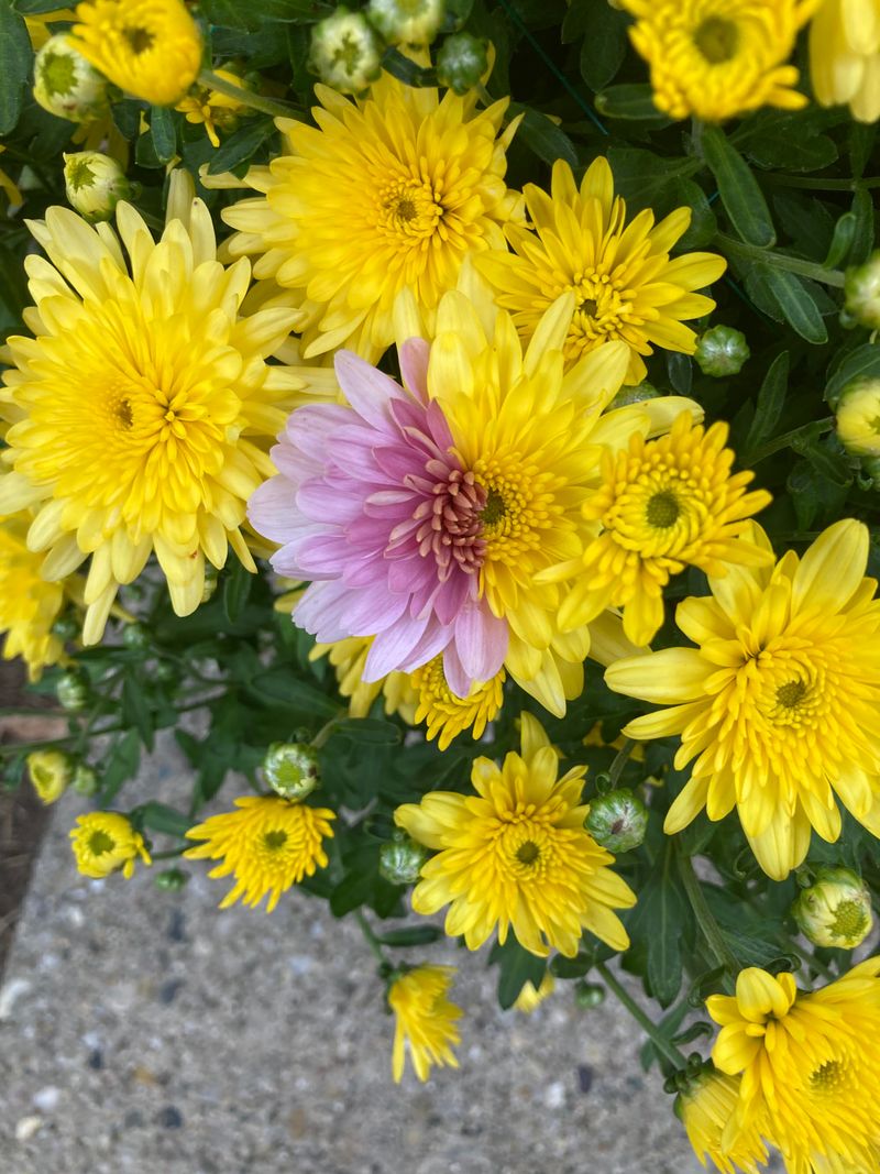 Chrysanthemums Supply Natural Pyrethrins Chrysanthemums Supply Natural Pyrethrins