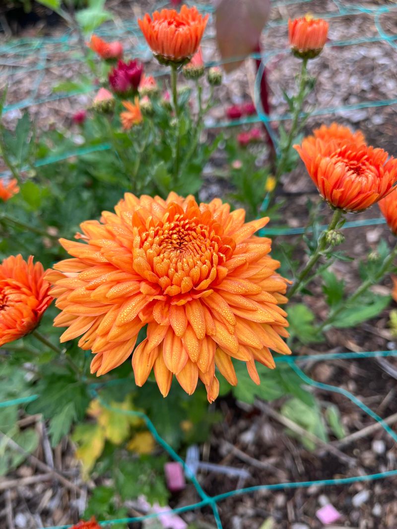 Chrysanthemums Chrysanthemums
