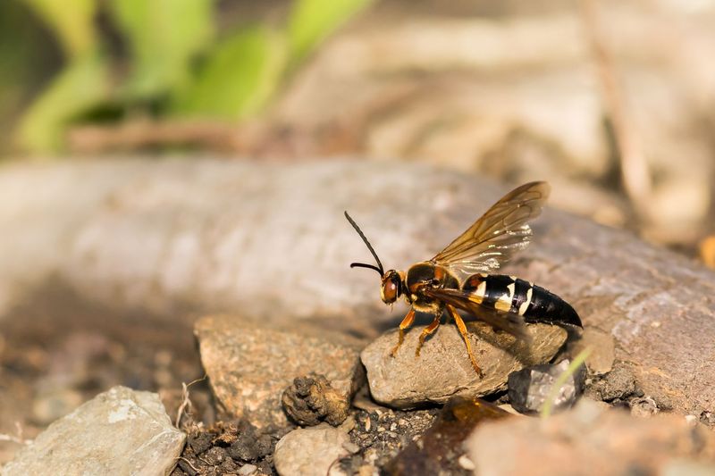 Cicada Wasps Are Behind The Recent Sightings