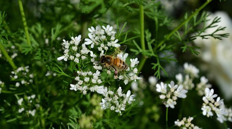 Cilantro Blooms Give Natural Enemies An Early Boost Cilantro Blooms Give Natural Enemies An Early Boost