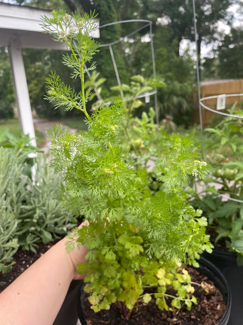 Cilantro Bolts Into Beneficial Blooms Cilantro Bolts Into Beneficial Blooms