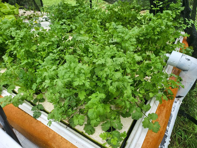 Cilantro Lasts Longer With Less Heat Cilantro Lasts Longer With Less Heat
