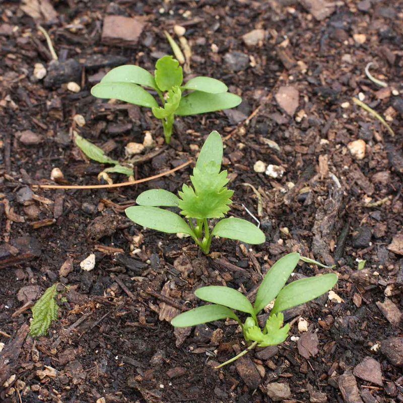 Cilantro Thrives Once The Hottest Weather Begins To Ease