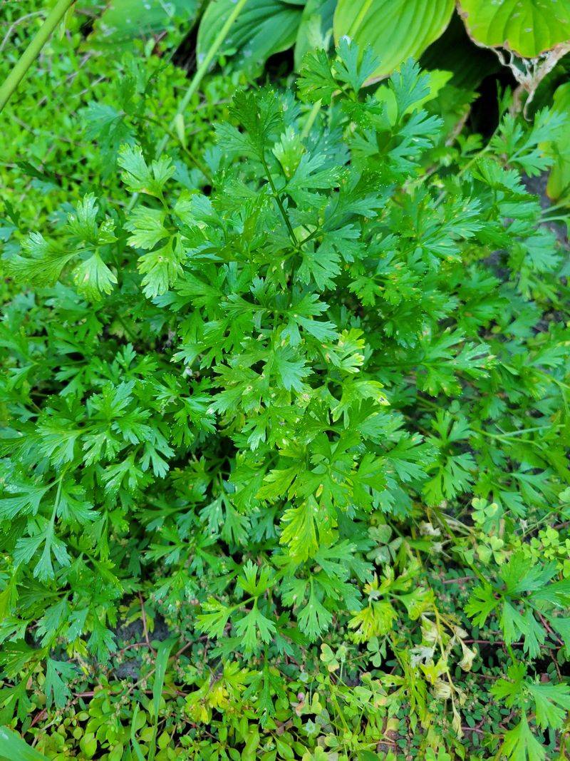 Cilantro Cilantro