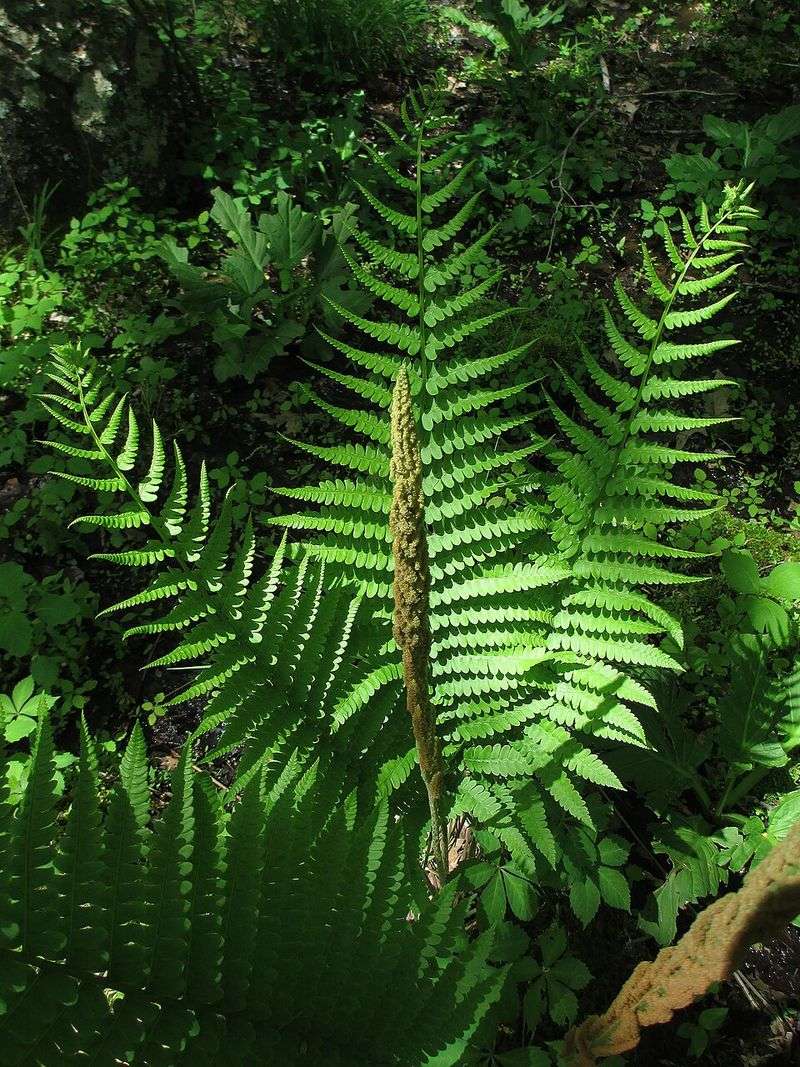 Cinnamon Fern Brings Height To Damp Shade