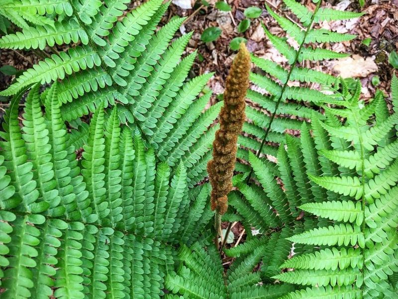Cinnamon Fern Covers Cool Wet Ground