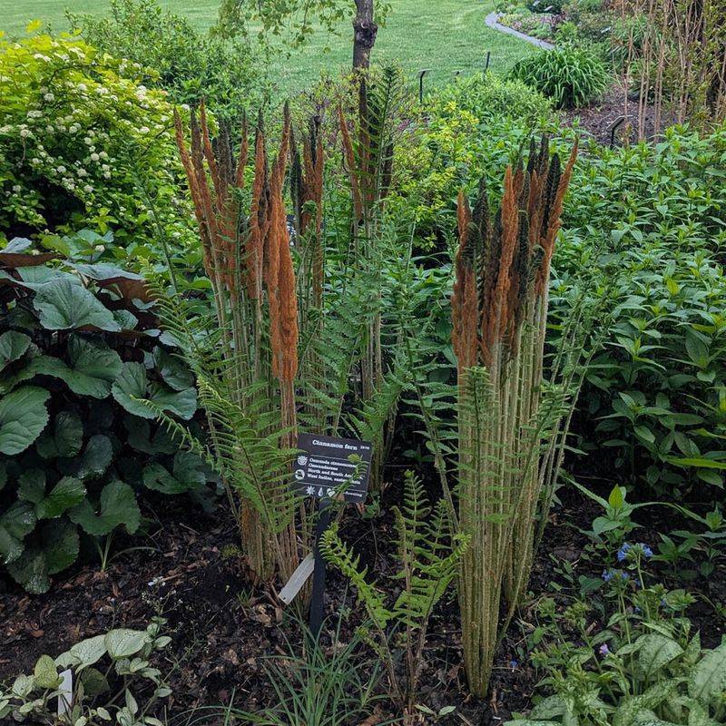 Cinnamon Fern Cinnamon Fern