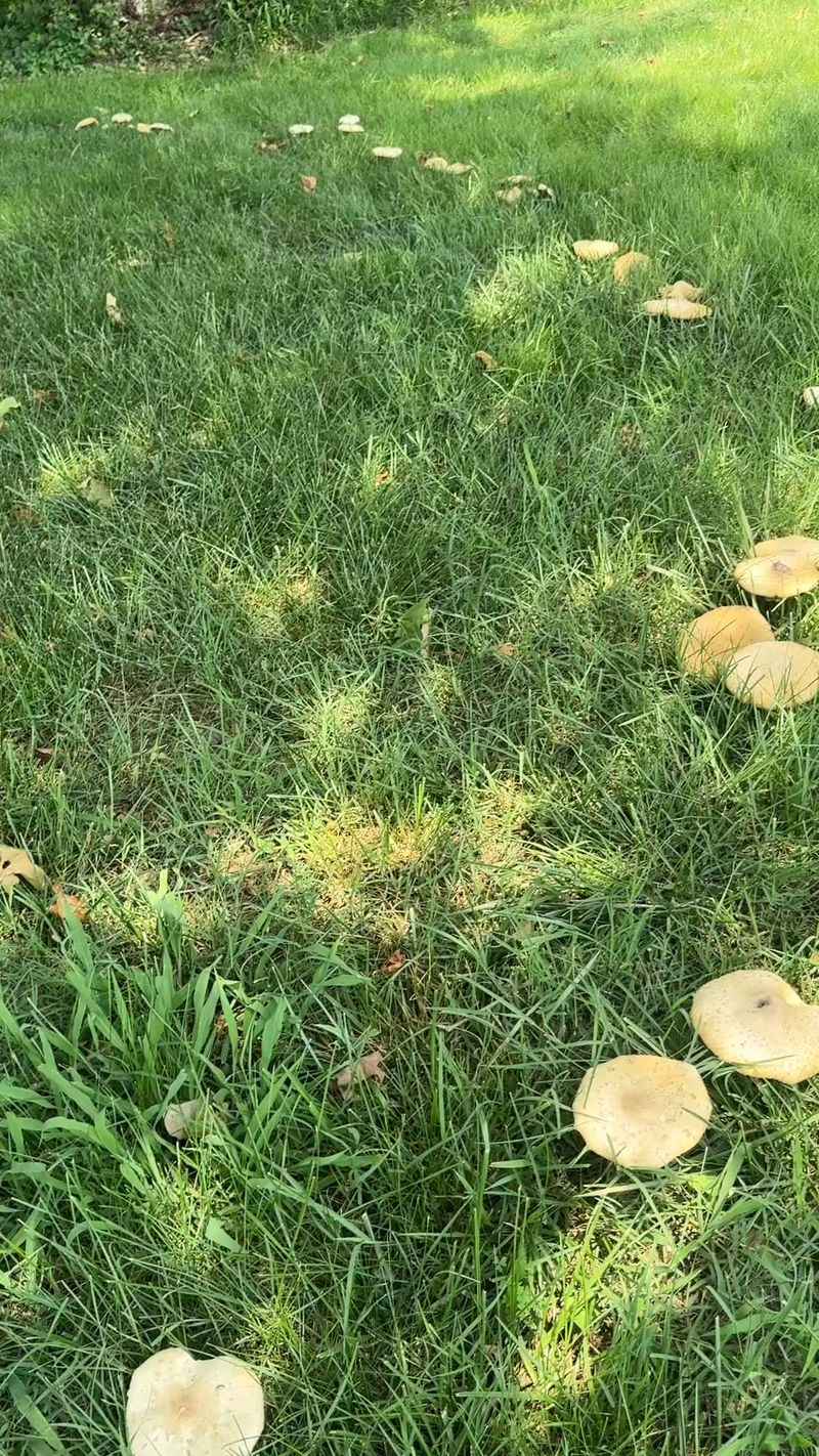 Circles And Arcs That Form Across Established Lawns