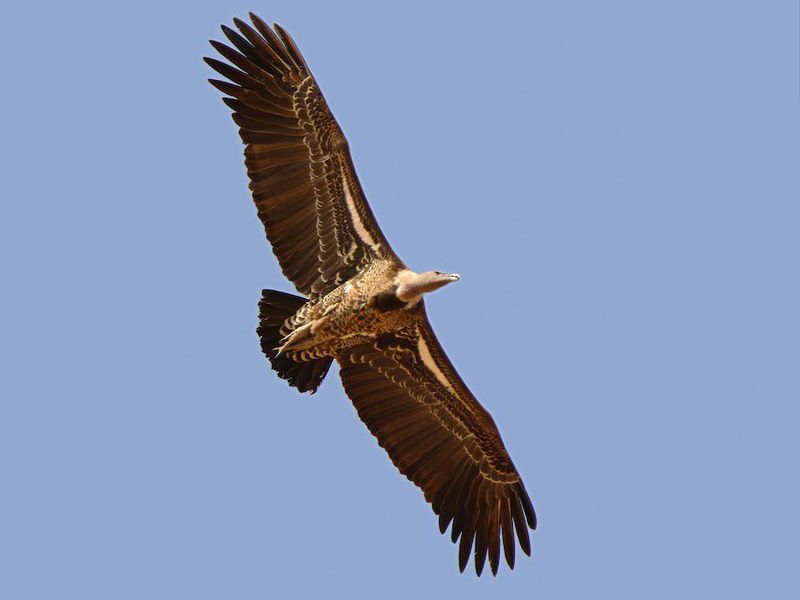 Circling Alone Usually Isn't A Reason To Worry Circling Alone Usually Isn't A Reason To Worry