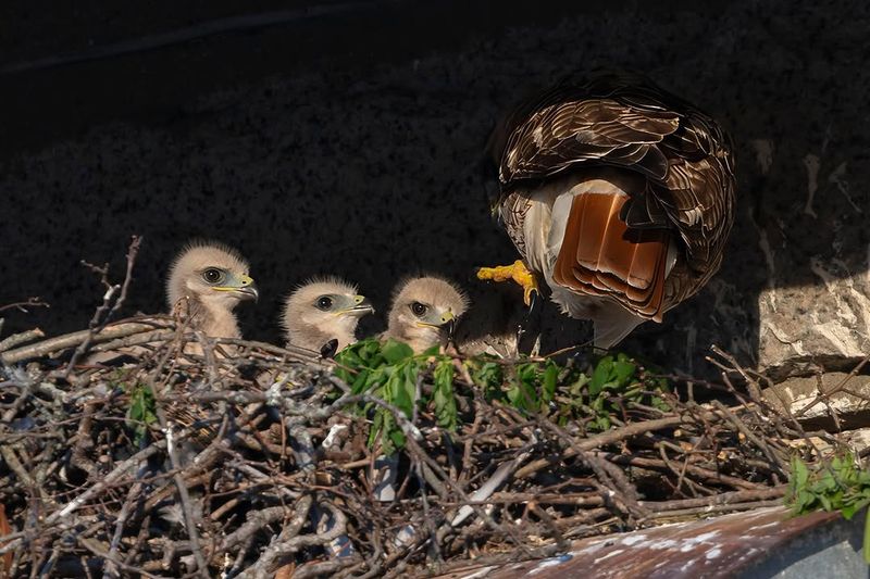 Circling Does Not Always Mean A Nest Is Nearby Circling Does Not Always Mean A Nest Is Nearby