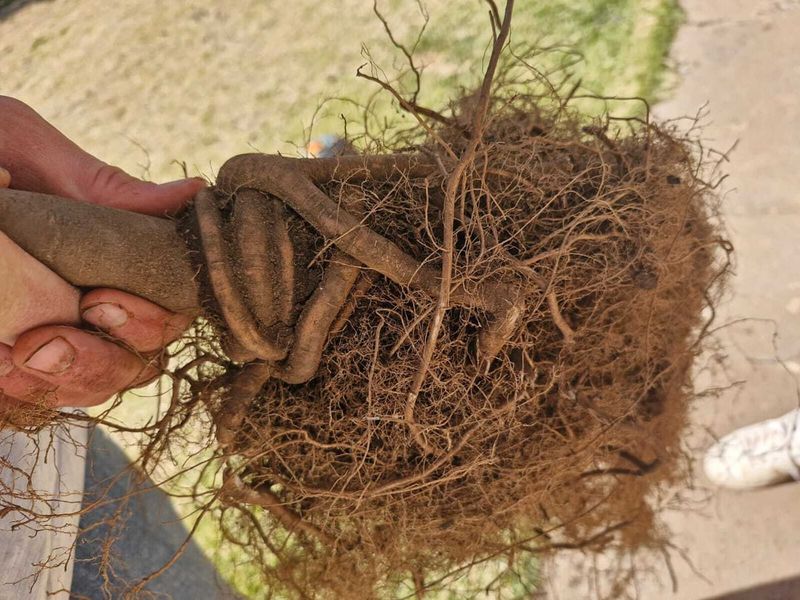 Circling Roots May Cause Problems After Planting