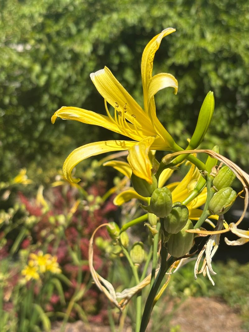 Citron Daylily Opens Near Sunset Citron Daylily Opens Near Sunset