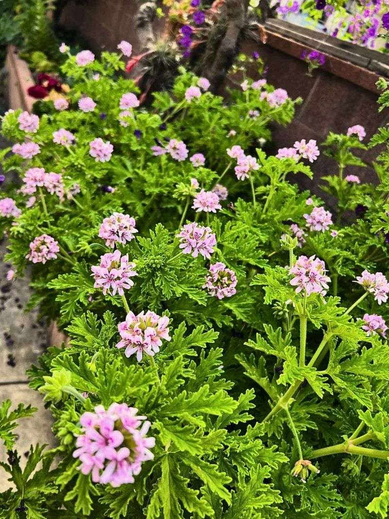 Citronella Can Make Patio Areas Less Inviting Citronella Can Make Patio Areas Less Inviting