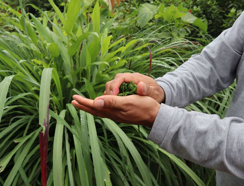Citronella Grass
