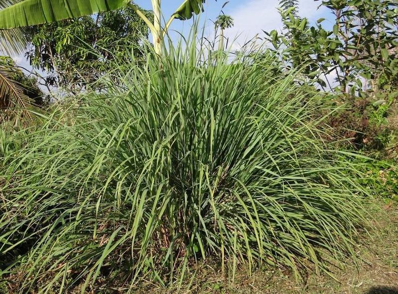 Citronella Grass Gets Confused With Snake Repellents Citronella Grass Gets Confused With Snake Repellents
