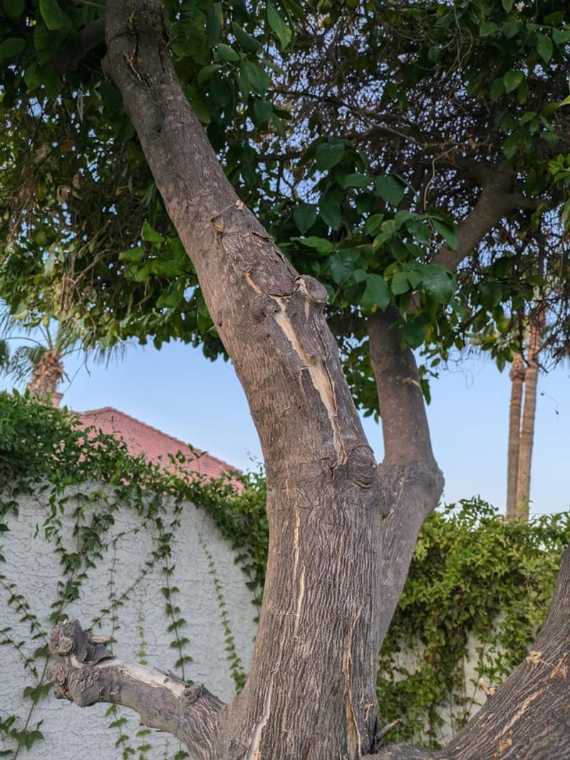 Citrus Bark Is Sensitive To Strong Summer Sun Citrus Bark Is Sensitive To Strong Summer Sun
