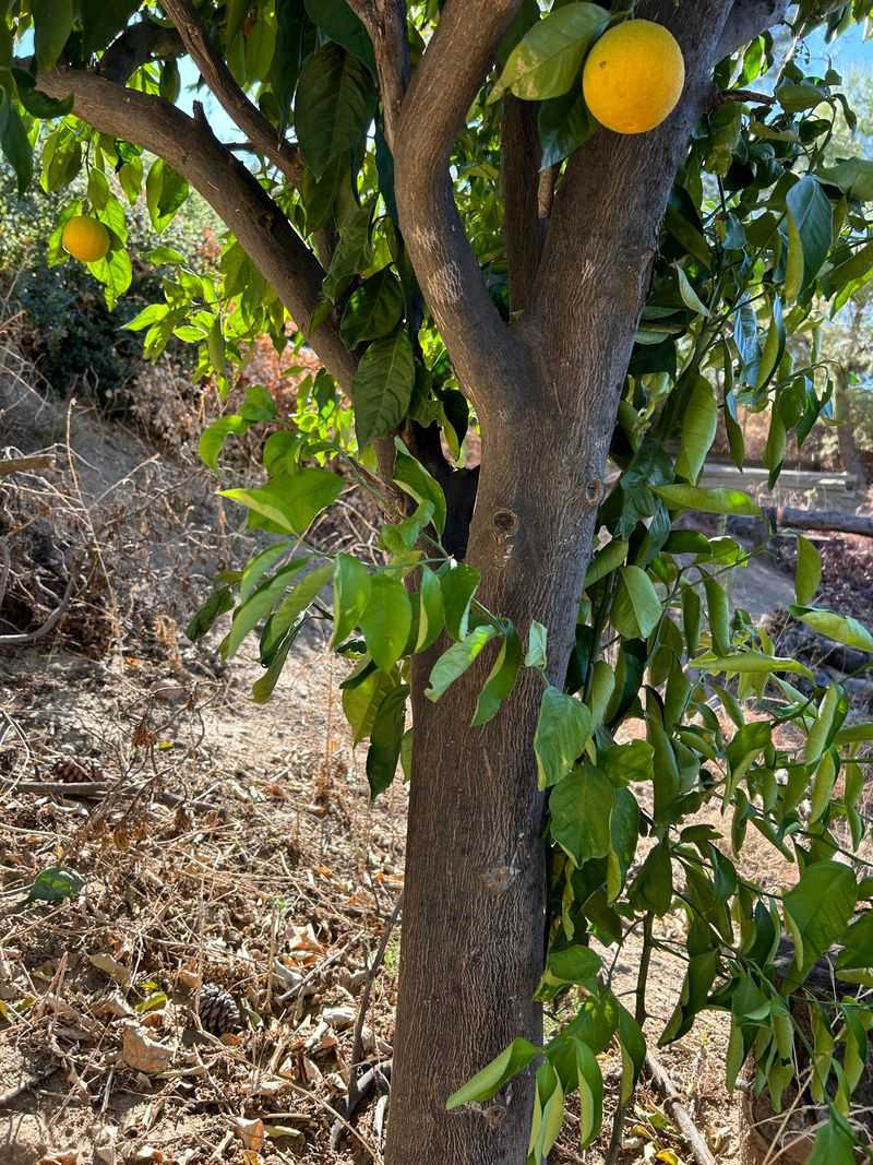 Citrus Drops Can Keep Prey Returning To The Same Corner