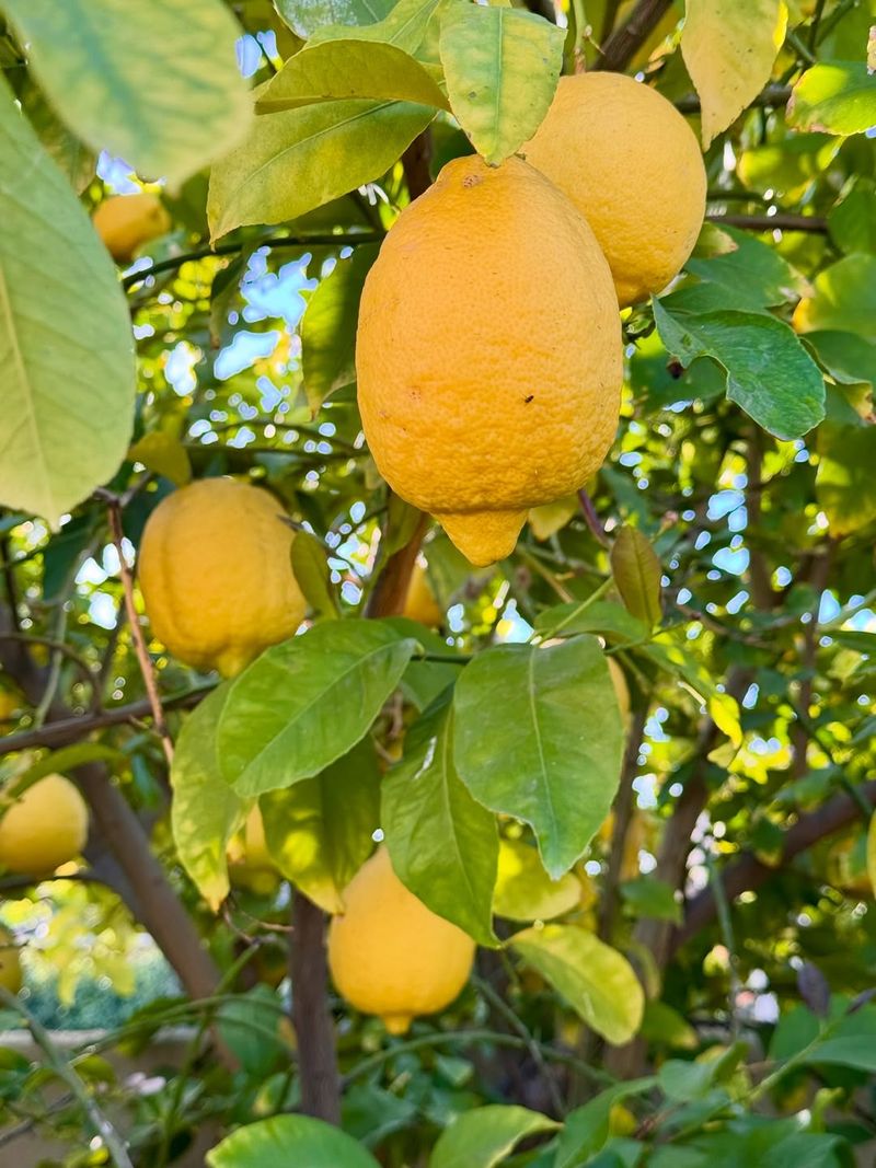 Citrus Flushes More After Monsoon Moisture