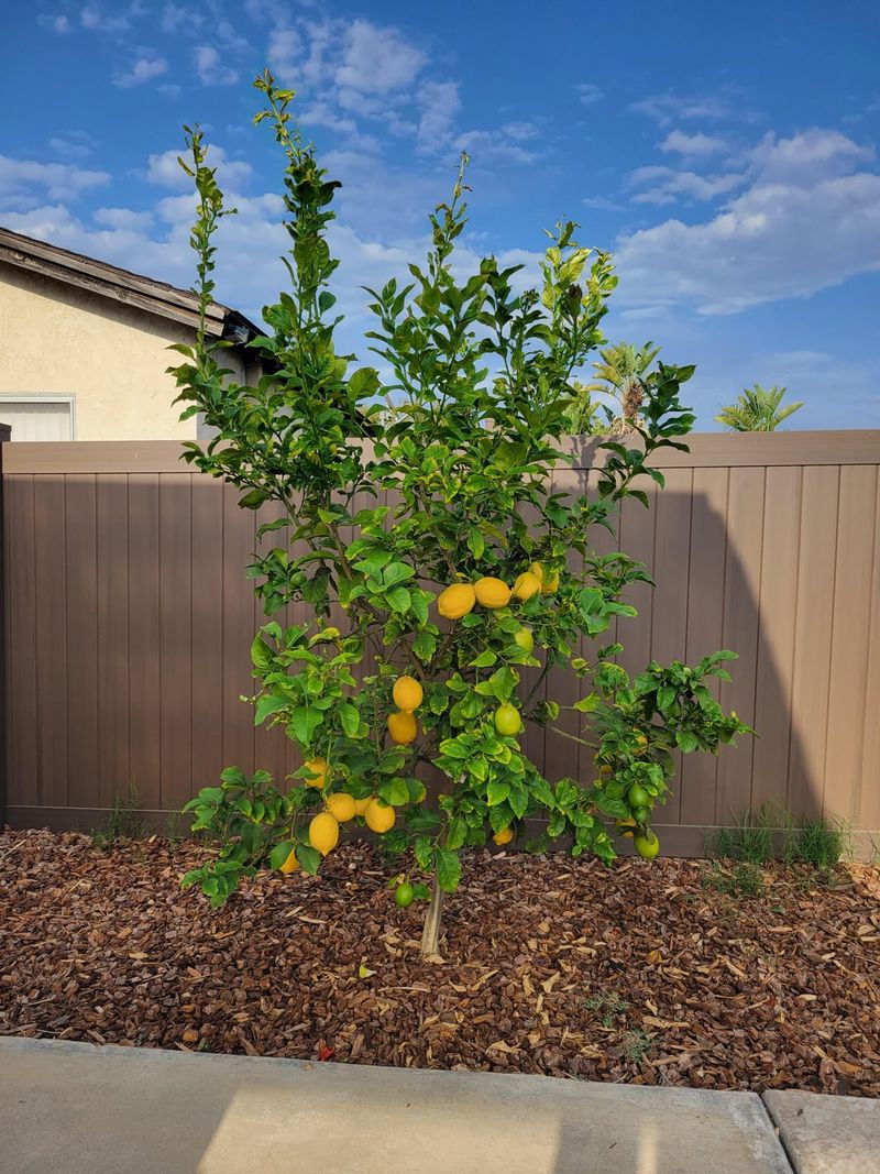 Citrus Trees Rarely Need A Hard Prune