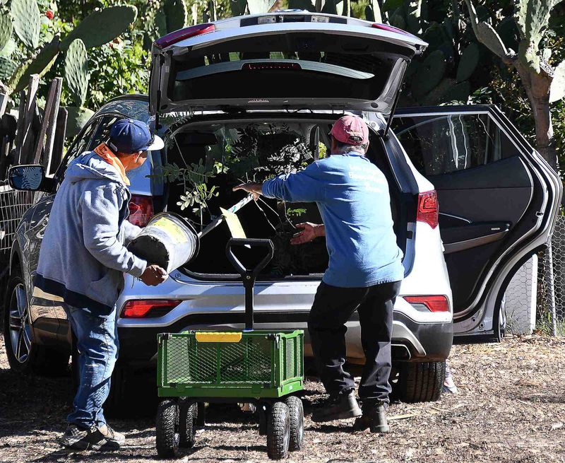 City Plants Gives Los Angeles Residents Up To Seven Free Trees City Plants Gives Los Angeles Residents Up To Seven Free Trees