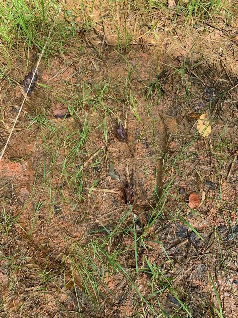 Clay Soil Can Turn Soggy Clay Soil Can Turn Soggy