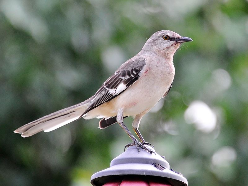 Clean Beds Can Leave Birds With Nowhere To Hunt Clean Beds Can Leave Birds With Nowhere To Hunt