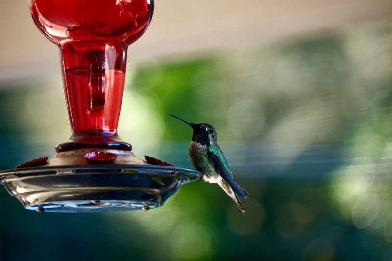 Clean Feeders Carry The Yard Between Flower Flushes