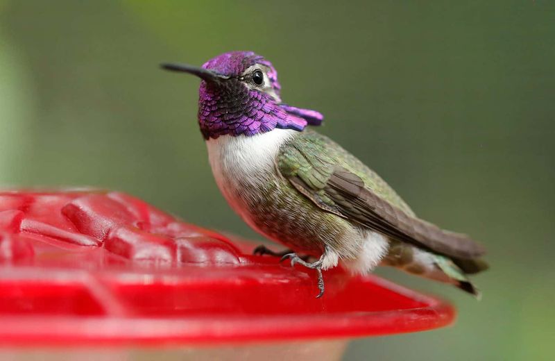 Clean Nectar Feeders Fill Seasonal Gaps Clean Nectar Feeders Fill Seasonal Gaps