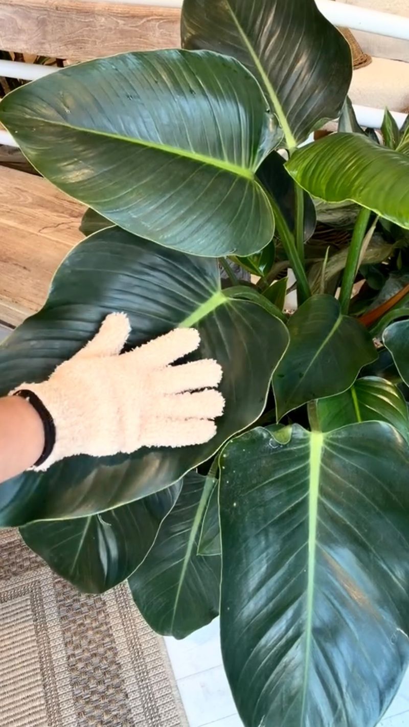 Clean The Leaves Clean The Leaves