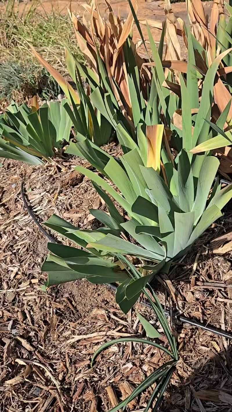 Clean Up Damaged Leaves
