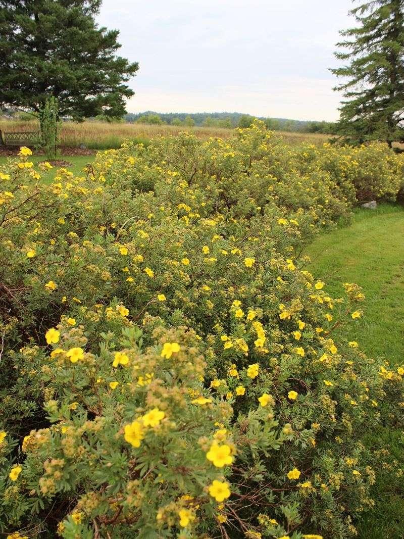 Clean Up Potentilla