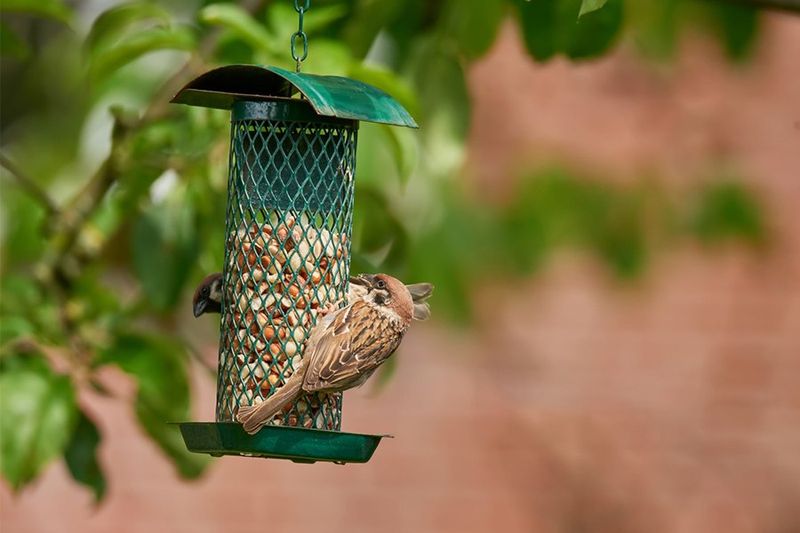 Clean Up Seed Before Rodents Move In Clean Up Seed Before Rodents Move In