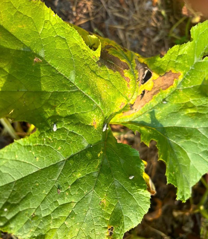 Clean Up The Patch After Harvest