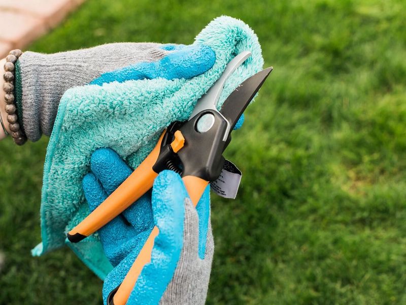 Cleaning Tools And Hands Between Rounds In The Garden