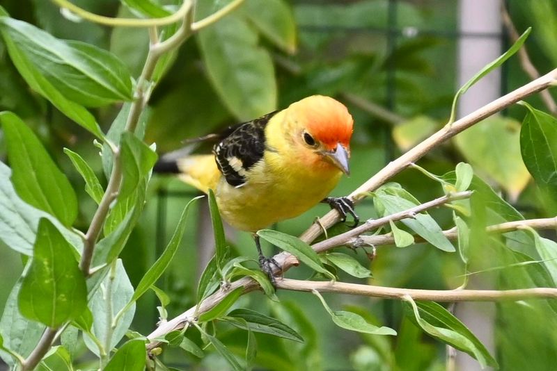 Cleaning Up Too Much Can Leave Birds With Less Food