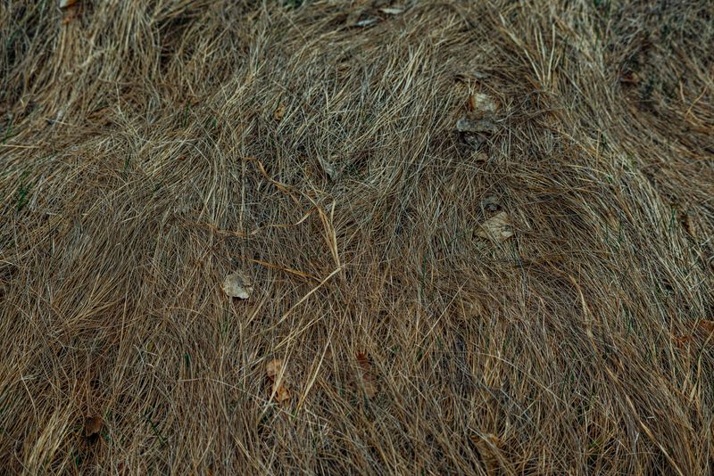 Clear Away Brown Grass And Debris