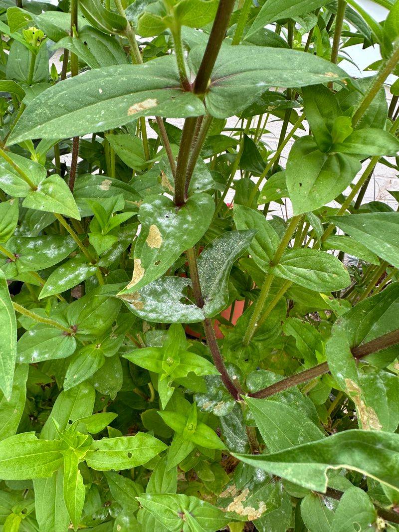 Clear Away Infected Plant Debris