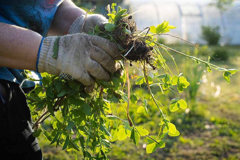 Clear Away Spent Growth And Unwanted Weeds Clear Away Spent Growth And Unwanted Weeds