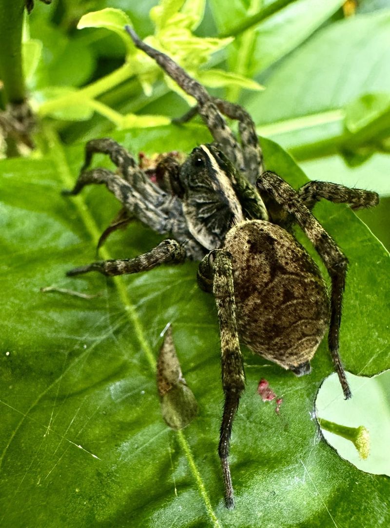 Clear Clutter Near The House If Sightings Become Frequent Clear Clutter Near The House If Sightings Become Frequent
