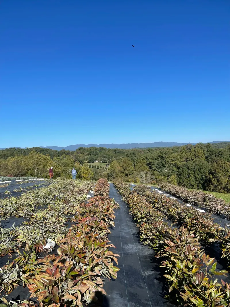 Clear Diseased Growth Before Winter