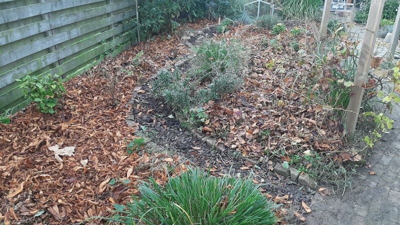 Clear Leaf Litter From Shady Corners Clear Leaf Litter From Shady Corners