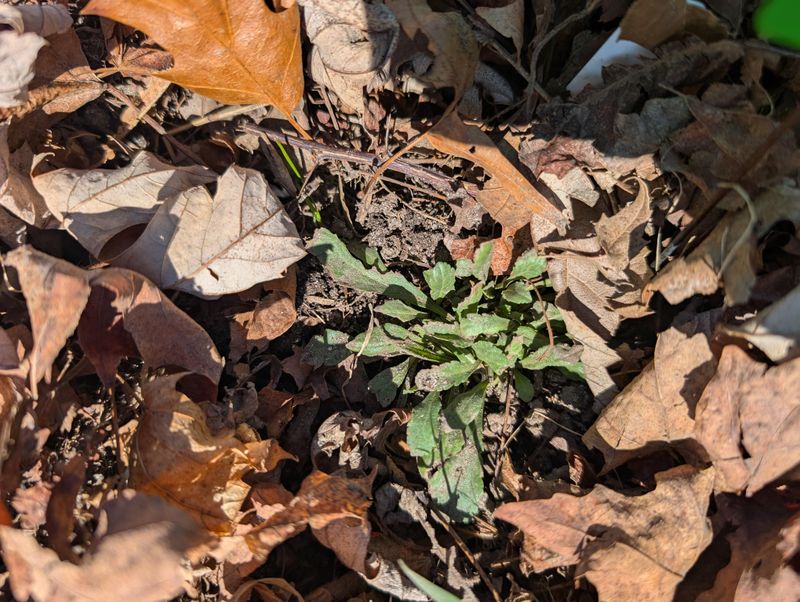 Clear Leaf Litter Trapped Under Groundcover