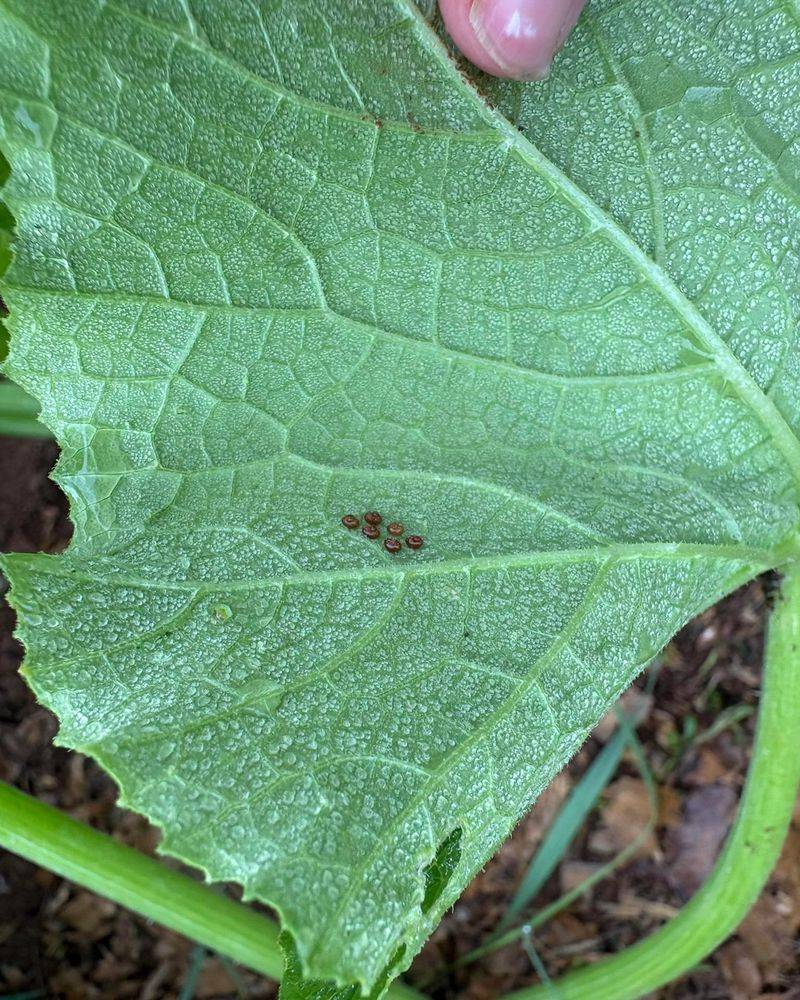 Clear Old Cucurbit Vines After Harvest Clear Old Cucurbit Vines After Harvest