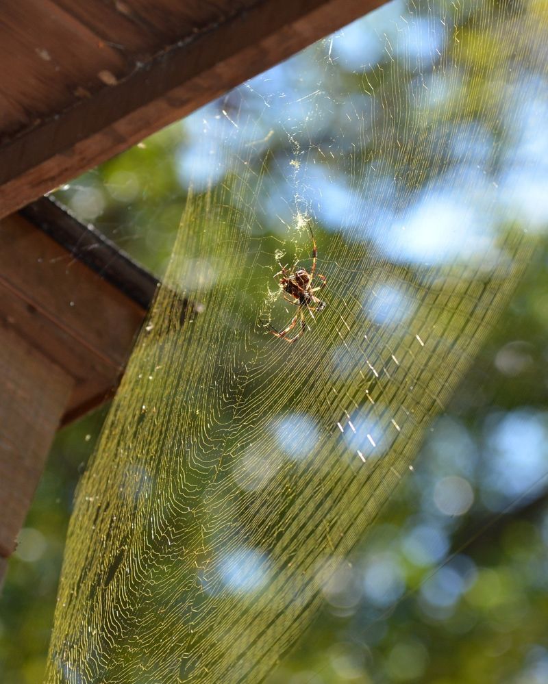 Clear Old Webs From Busy Doorways