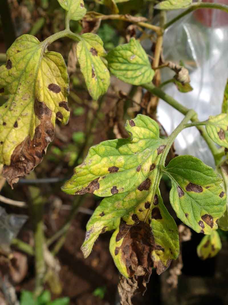 Clear Out Diseased Plants
