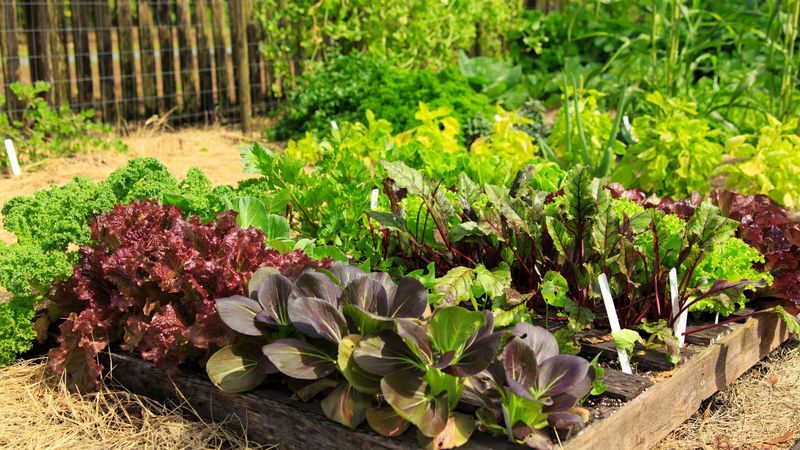 Clear Space For Cool-Season Vegetables Clear Space For Cool-Season Vegetables