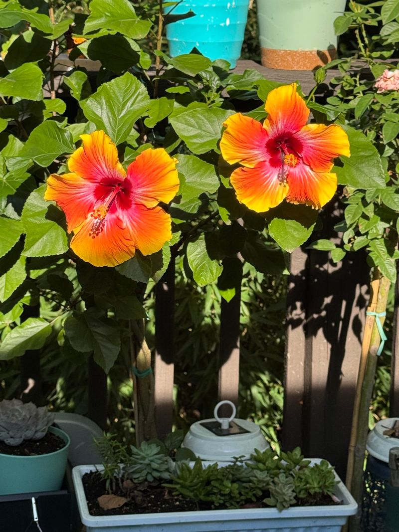 Clear Spent Flowers Before Problems Spread