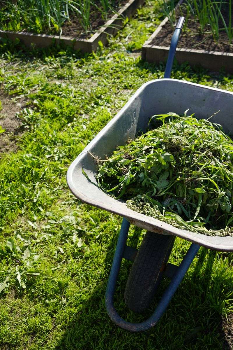 Clear Spent Summer Crops From Beds