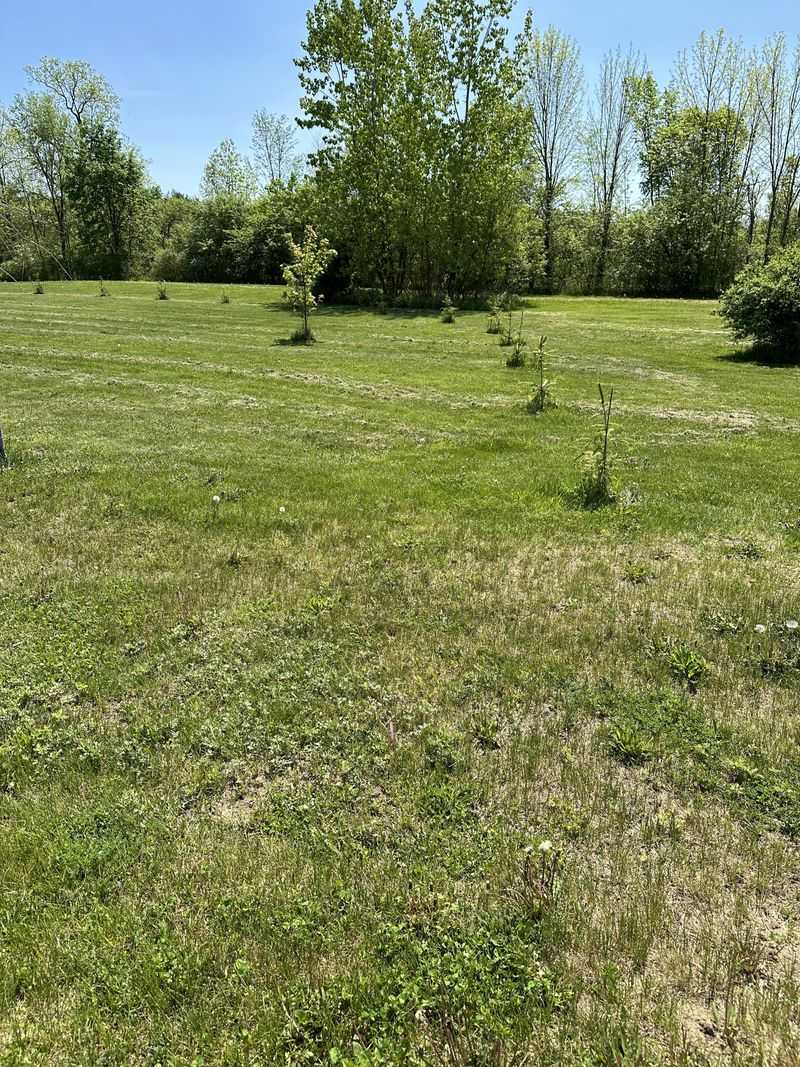 Clear Turf And Weeds From The Root Zone Clear Turf And Weeds From The Root Zone