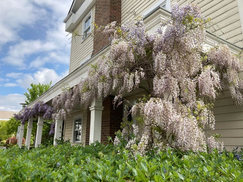 Clear Vines Away From Gutters And Structures